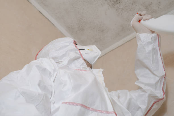 Best Mold Damage Restoration  in Tangerine, FL